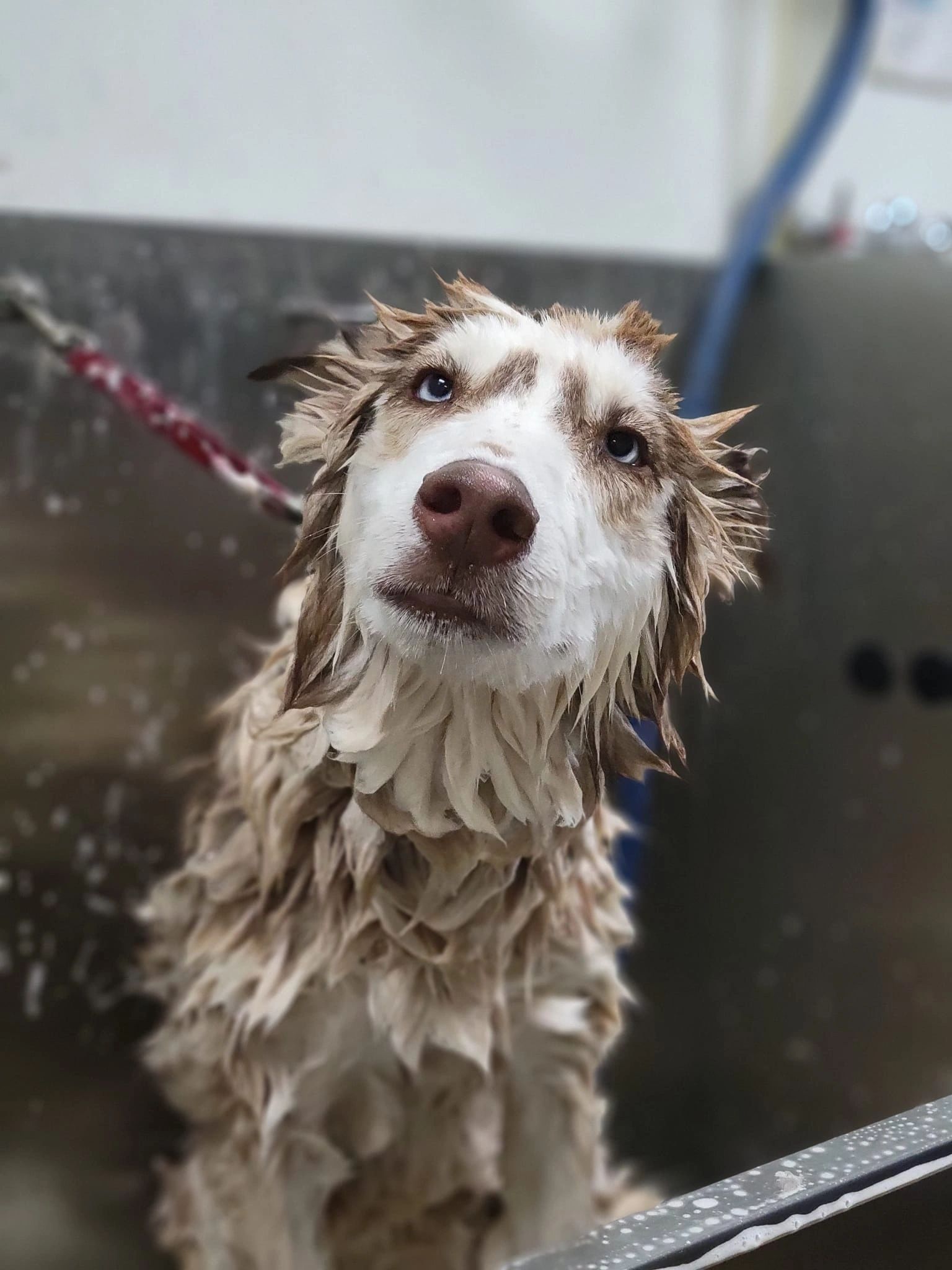 A dog during its bath at the grooming salon