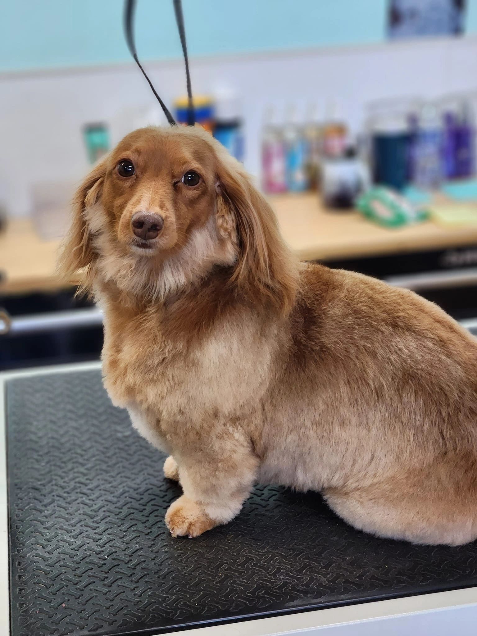 Golden-coated dog in the salon’s original collection