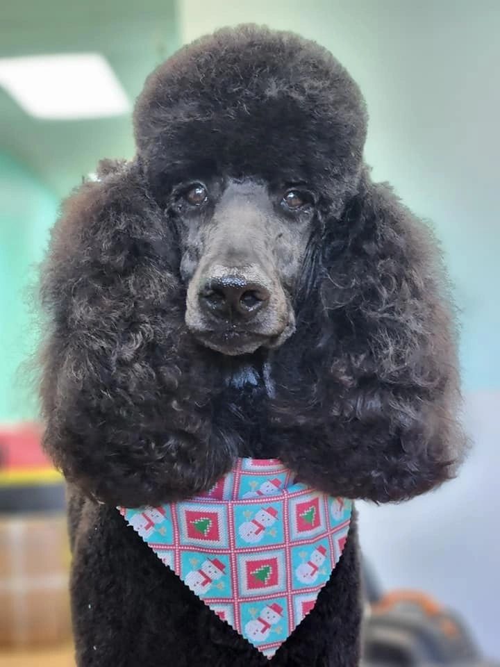 Groomed poodle wearing a patterned bandana